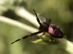 Synema globosum