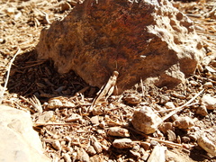 Acrididae