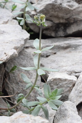Linaria tonzigii