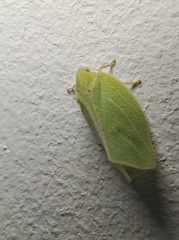 Phyllyphanta