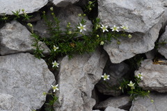 Moehringia ciliata