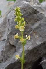 Pedicularis ascendens