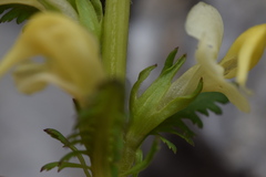 Pedicularis ascendens