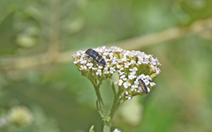 Acmaeoderella flavofasciata flavofasciata