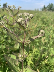 Eupatorium pubescens