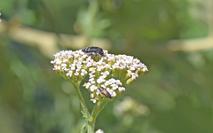 Acmaeoderella flavofasciata flavofasciata