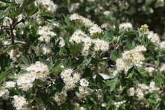 Crataegus laciniata