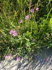 Sidalcea neomexicana