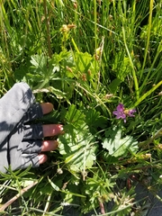 Sidalcea neomexicana