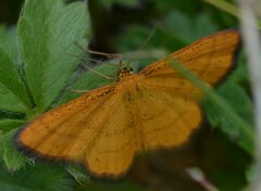 Idaea flaveolaria