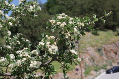 Crataegus laciniata