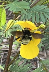 Bombus pensylvanicus