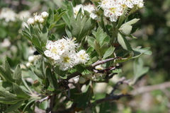 Crataegus laciniata