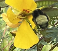 Bombus pensylvanicus