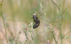 Arima marginata