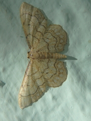 Idaea moniliata