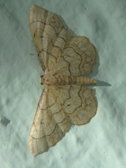Idaea moniliata