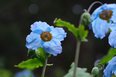 Meconopsis betonicifolia