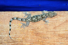 Hemidactylus mabouia