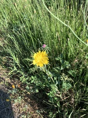 Tragopogon miscellus