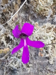 Pinguicula macrophylla