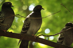 Columba livia domestica