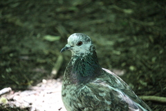 Columba livia domestica