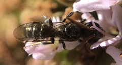 Lasioglossum