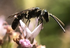 Lasioglossum