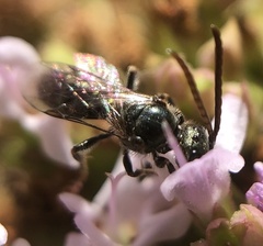 Lasioglossum