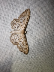 Idaea moniliata