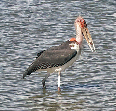 Leptoptilos crumenifer