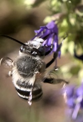 Anthophorini