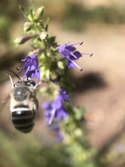 Anthophorini