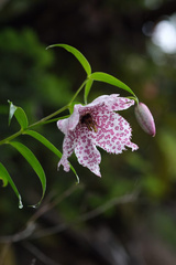 Lilium meleagrina