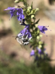 Anthophorini