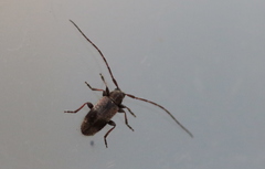 Exocentrus punctipennis