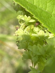 Platanthera flava herbiola