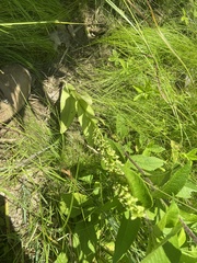 Platanthera flava herbiola