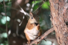 Sciurus vulgaris