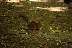Sciurus vulgaris