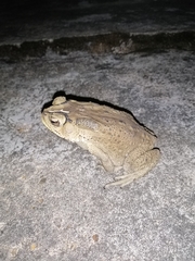 Duttaphrynus melanostictus