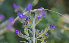 Anthophora aestivalis