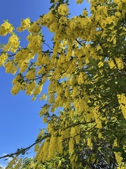 Laburnum watereri