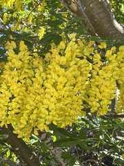 Laburnum watereri