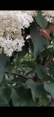 Amphion floridensis
