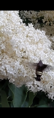 Amphion floridensis
