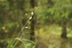 Melica nutans