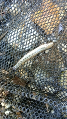 Cobitis elongatoides