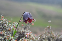Lilium souliei